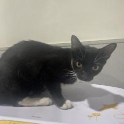 Shelter Stray Female Cat last seen , 3607 N Armenia Ave, Tampa, FL 33607, USA