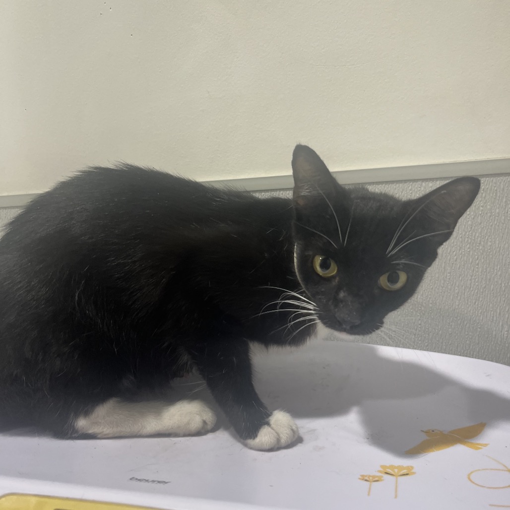 Shelter Stray Female Cat last seen , 3607 N Armenia Ave, Tampa, FL 33607, USA