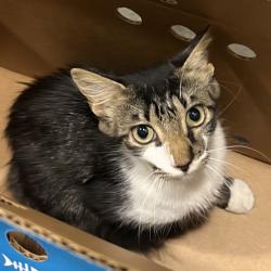 Shelter Stray Female Cat last seen , 3607 N Armenia Ave, Tampa, FL 33607, USA