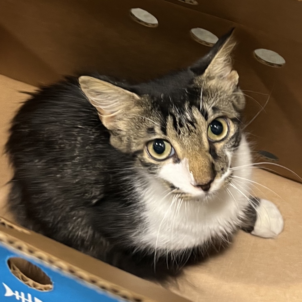 Shelter Stray Female Cat last seen , 3607 N Armenia Ave, Tampa, FL 33607, USA