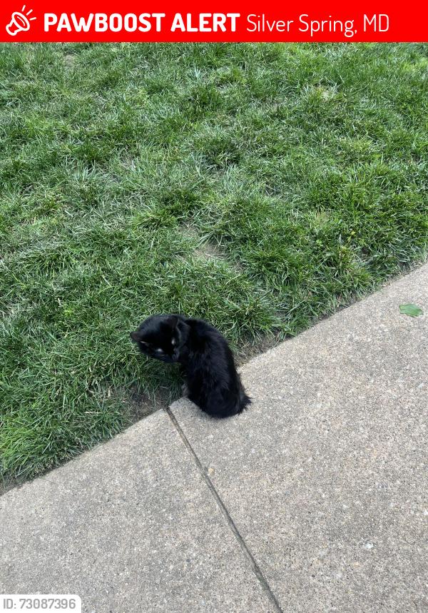 Lost Male Cat last seen Bel pre, Grand Pre, Silver Spring, MD 20906