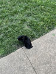 Lost Male Cat last seen Bel pre, Grand Pre, Silver Spring, MD 20906