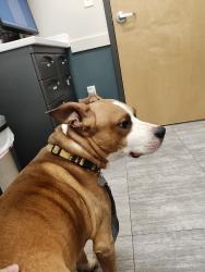 Found/Stray Male Dog last seen Lynmoor Drive , Riverview, FL 33579