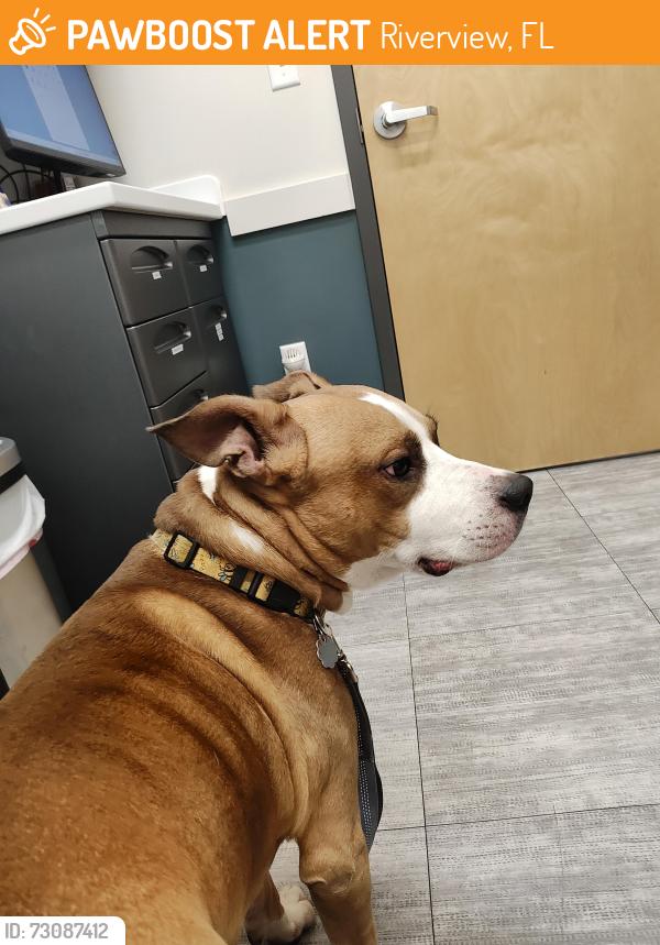Found/Stray Male Dog last seen Lynmoor Drive , Riverview, FL 33579