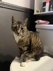 Lost Male Cat last seen Perry Drive and Linden Street, Bridgewater, NJ 08807