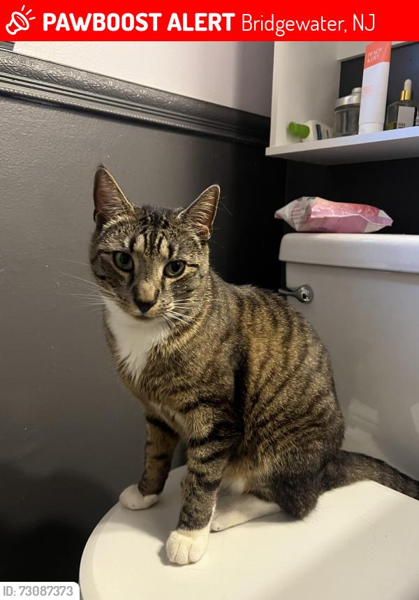 Lost Male Cat last seen Perry Drive and Linden Street, Bridgewater, NJ 08807