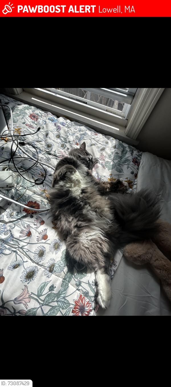 Lost Male Cat last seen andy’s market, Lowell, MA 01850