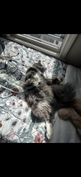 Lost Male Cat last seen andy’s market, Lowell, MA 01850