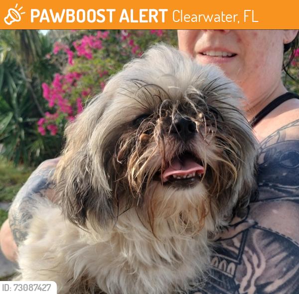 Found/Stray Male Dog last seen Wood Drive and Clark Street, Clearwater, FL 33755