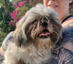 Found/Stray Male Dog last seen Wood Drive and Clark Street, Clearwater, FL 33755
