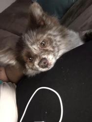 Reunited Male Dog last seen Ash Street, Elm Street, S Hillcrest Drive, Goldsboro, NC 27534