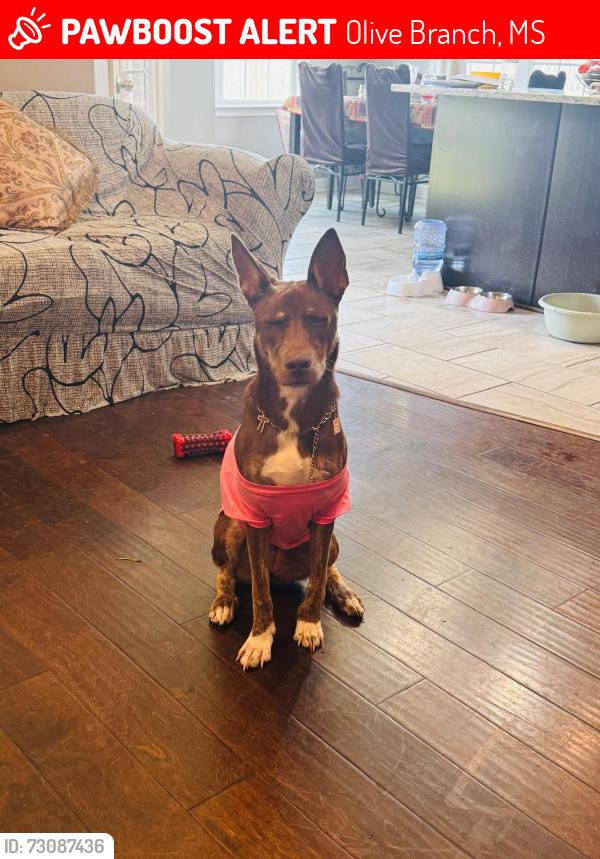 Lost Female Dog last seen Colton drive, Olive Branch, MS 38654