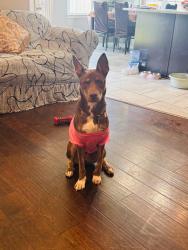 Lost Female Dog last seen Colton drive, Olive Branch, MS 38654