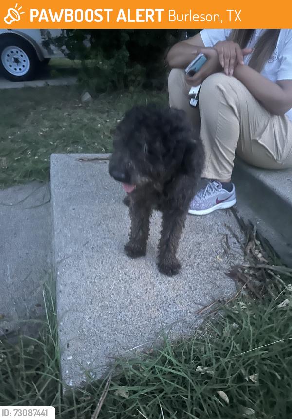 Found/Stray Male Dog last seen Near, Burleson, TX 76028