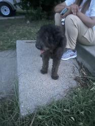 Found/Stray Male Dog last seen Near, Burleson, TX 76028