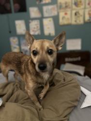 Lost Male Dog last seen Back yard, Pasadena, MD 21122