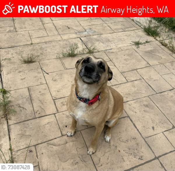 Lost Female Dog last seen Molly Michelle and 2nd Ave airway Heights, Airway Heights, WA 99001
