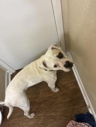 Found/Stray Male Dog last seen Clarksville high school, Clarksville, TN 37044
