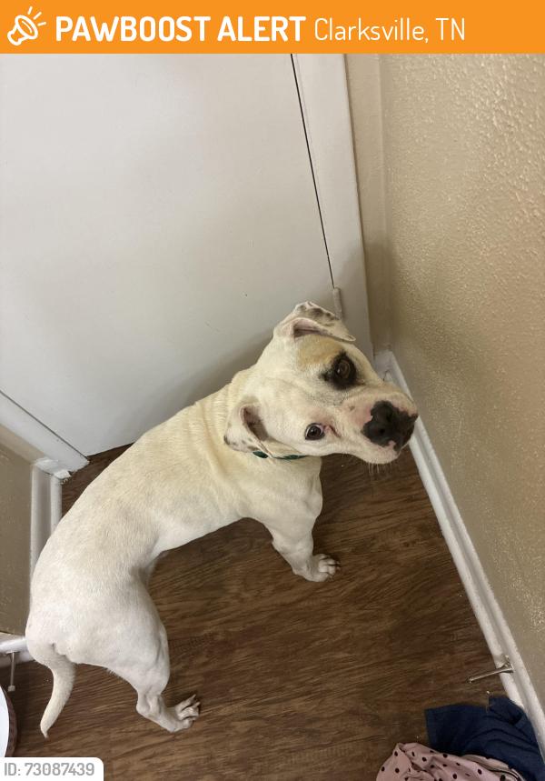Found/Stray Male Dog last seen Clarksville high school, Clarksville, TN 37044