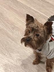 Lost Male Dog last seen Holiday hill, Jacksonville, FL 32216