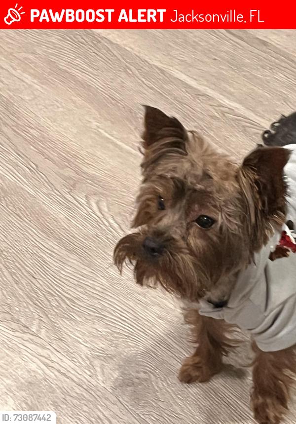 Lost Male Dog last seen Holiday hill, Jacksonville, FL 32216