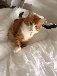 Lost Male Cat last seen Near se risley, Gladstone, OR 97027