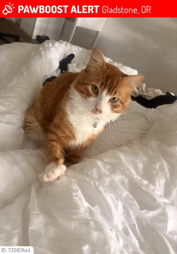 Lost Male Cat last seen Near se risley, Gladstone, OR 97027