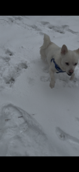 Reunited Male Dog last seen  Fransico/Albany , Chicago, IL 60629