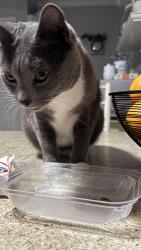 Lost Female Cat last seen Woods road & Dollard drive, north Babylon. , North Babylon, NY 11703