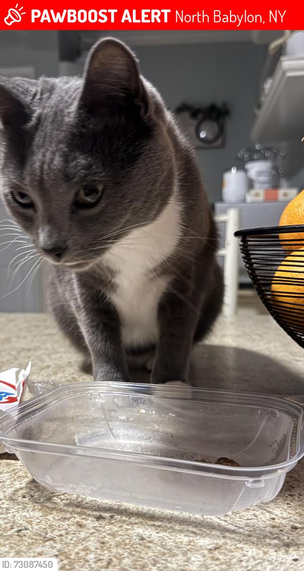 Lost Female Cat last seen Woods road & Dollard drive, north Babylon. , North Babylon, NY 11703