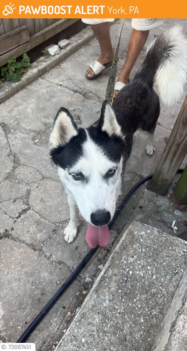 Found/Stray Female Dog last seen Dallas and prospect, York, PA 17403