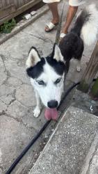 Found/Stray Female Dog last seen Dallas and prospect, York, PA 17403