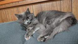 Lost Female Cat last seen Route 113 near trainwreck bar, South Amherst, OH 44001
