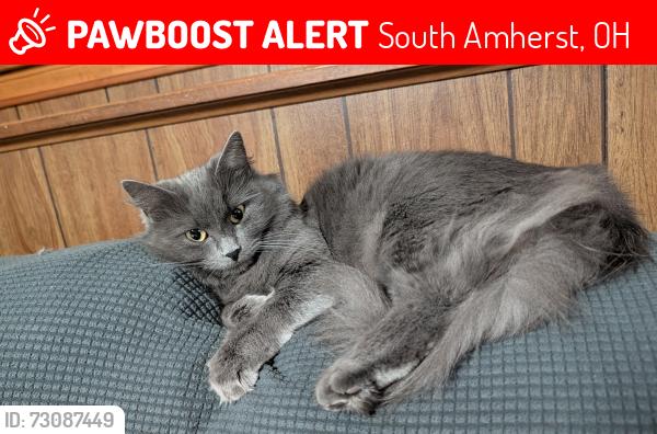 Lost Female Cat last seen Route 113 near trainwreck bar, South Amherst, OH 44001
