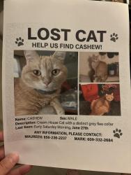 Lost Male Cat last seen Division Street and Cinnaminson Ave, Cinnaminson, NJ 08077