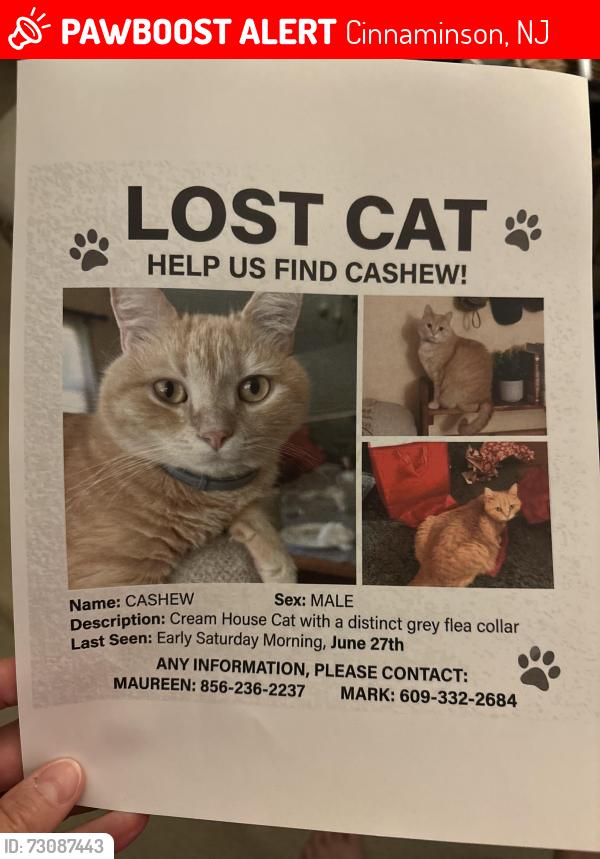 Lost Male Cat last seen Division Street and Cinnaminson Ave, Cinnaminson, NJ 08077