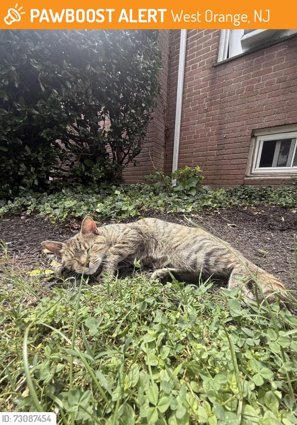 Found/Stray Male Cat last seen Hutton Park garden apmts. Seton Hall Prep, West Orange, NJ 07052