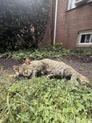 Found/Stray Male Cat last seen Hutton Park garden apmts. Seton Hall Prep, West Orange, NJ 07052