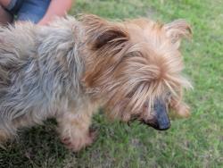 Found/Stray Male Dog last seen S Garnett Rd,E 91st St, Broken Arrow, OK 74012