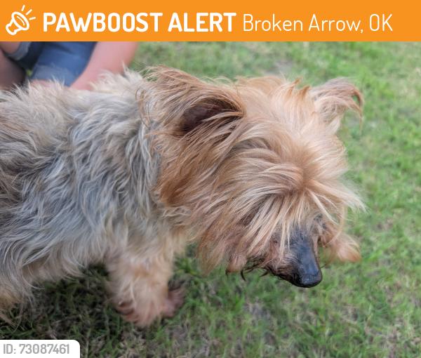 Found/Stray Male Dog last seen S Garnett Rd,E 91st St, Broken Arrow, OK 74012