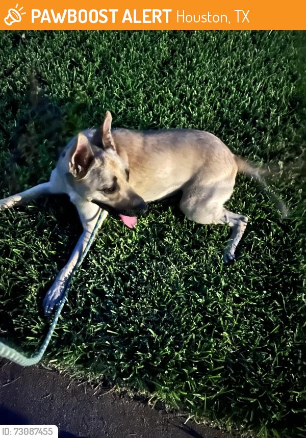 Found/Stray Female Dog last seen Woodstream blvd, Houston, TX 77055
