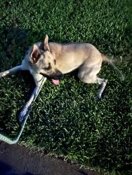 Found/Stray Female Dog last seen Woodstream blvd, Houston, TX 77055