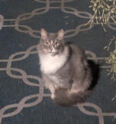 Lost Male Cat last seen Del Amo/Lorelei Ave Long Beach CA, Long Beach, CA 90808