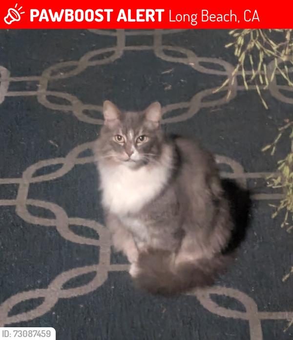 Lost Male Cat last seen Del Amo/Lorelei Ave Long Beach CA, Long Beach, CA 90808