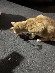 Found/Stray Unknown Cat last seen Cowpath, Lansdale, PA 19446