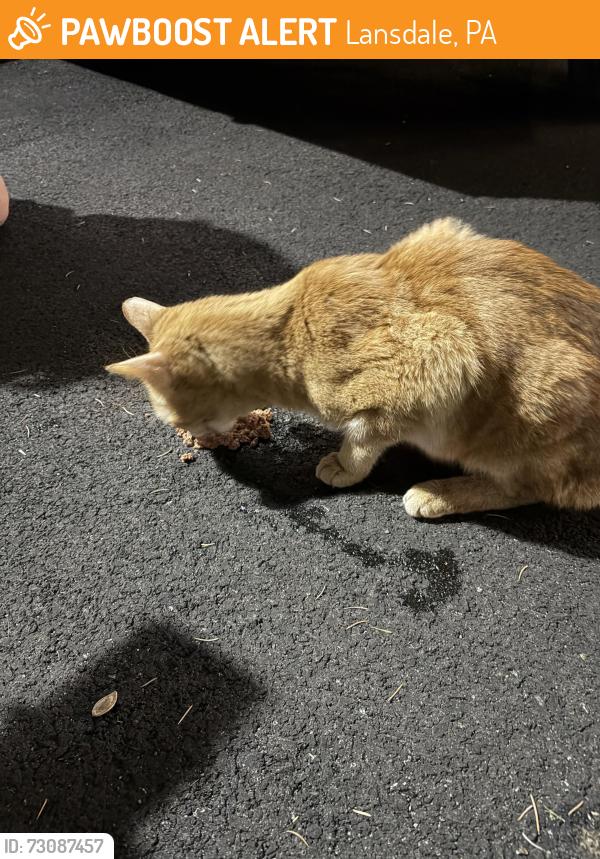Found/Stray Unknown Cat last seen Cowpath, Lansdale, PA 19446