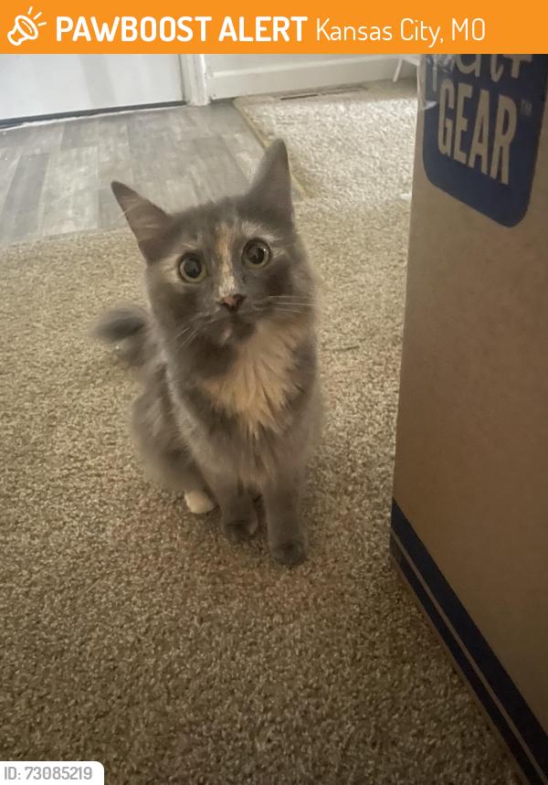 Found/Stray Unknown Cat last seen Blue Hills Rd and Citadel Dr near Citadel apmts, Kansas City, MO 64110