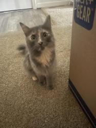 Found/Stray Unknown Cat last seen Blue Hills Rd and Citadel Dr near Citadel apmts, Kansas City, MO 64110