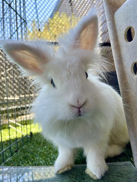 Shelter Stray Female Other last seen POLK X TAYLOR, 1419 Bryant St, San Francisco, CA 94103, USA