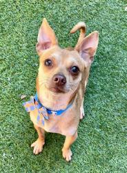 Shelter Stray Male Dog last seen 30TH/ MISSION, 1419 Bryant St, San Francisco, CA 94103, USA